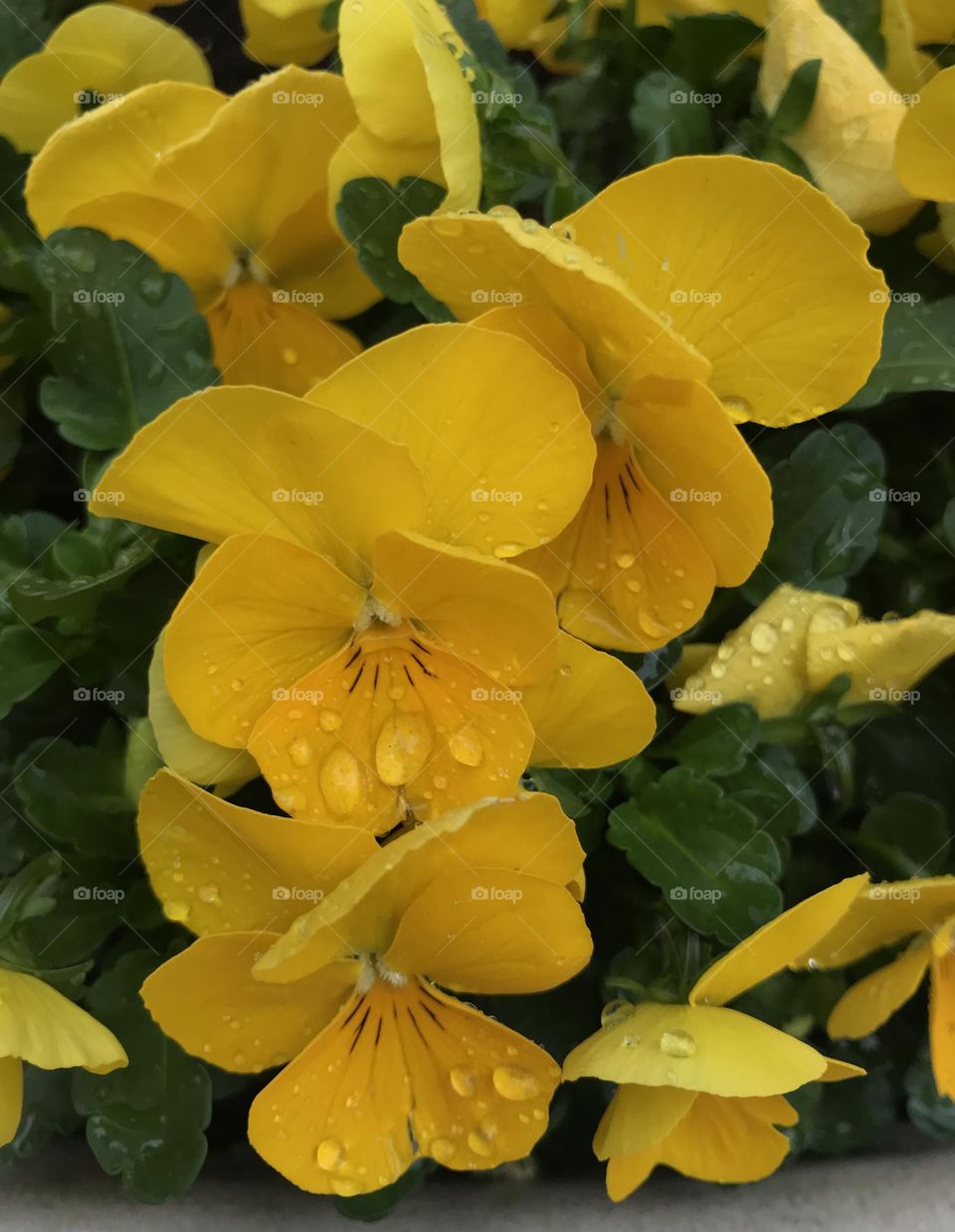 Raindrops on yellow flowers