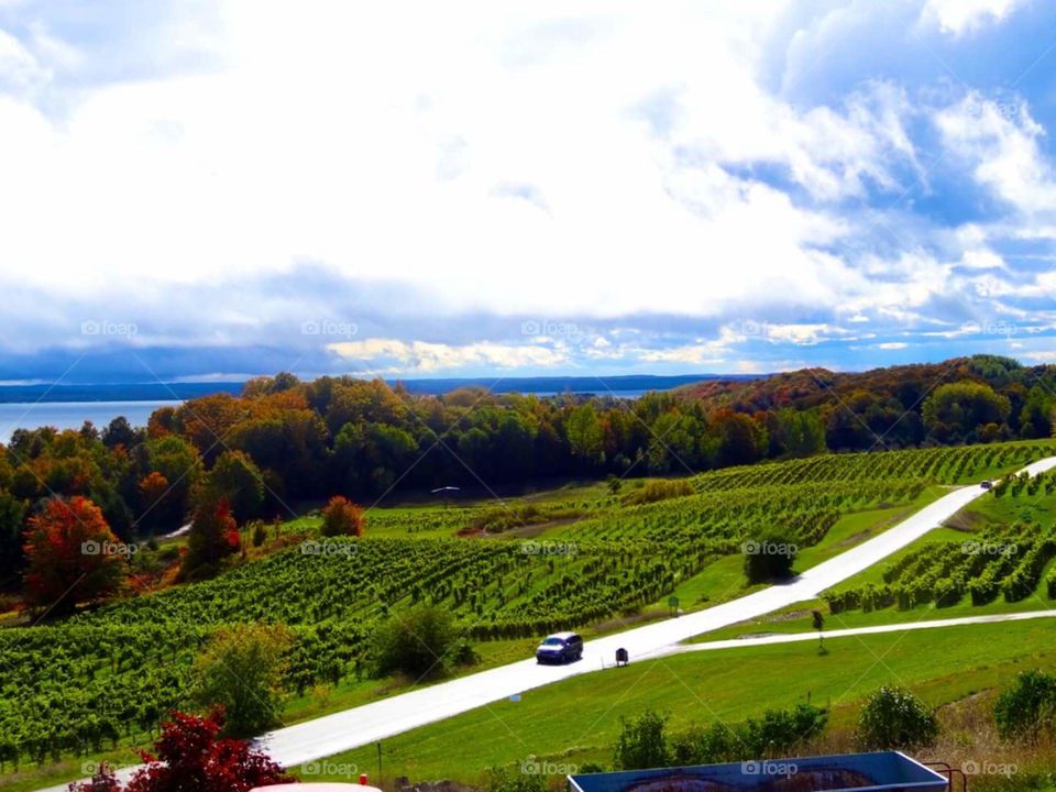 Traverse City Michigan  Vineyards in the Peak season of fall.