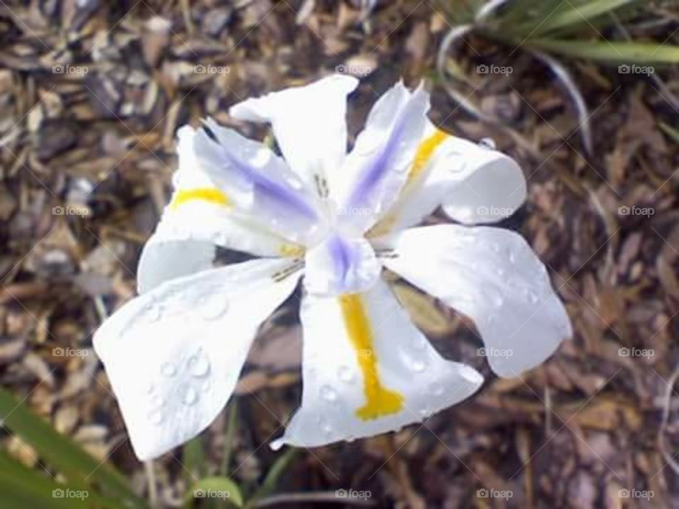 Iris  flower