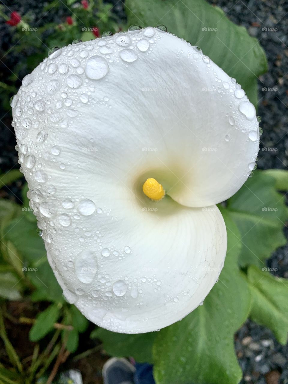 Calla, Arum or Zantedeschia aethiopica with beautiful raindrops 
