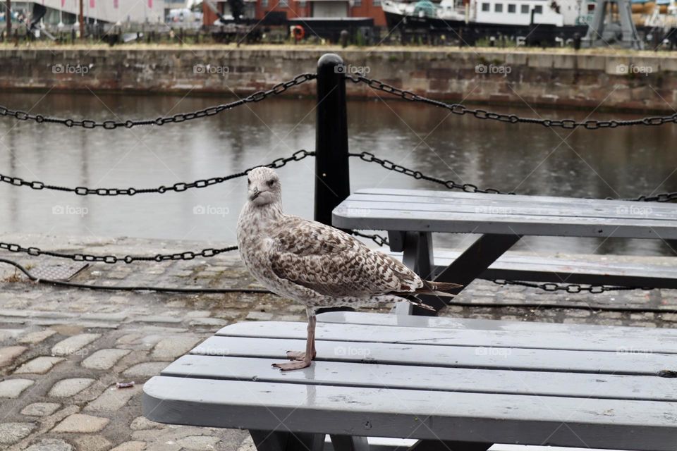 Seagull stand on picnic table in Liverpool Dock 