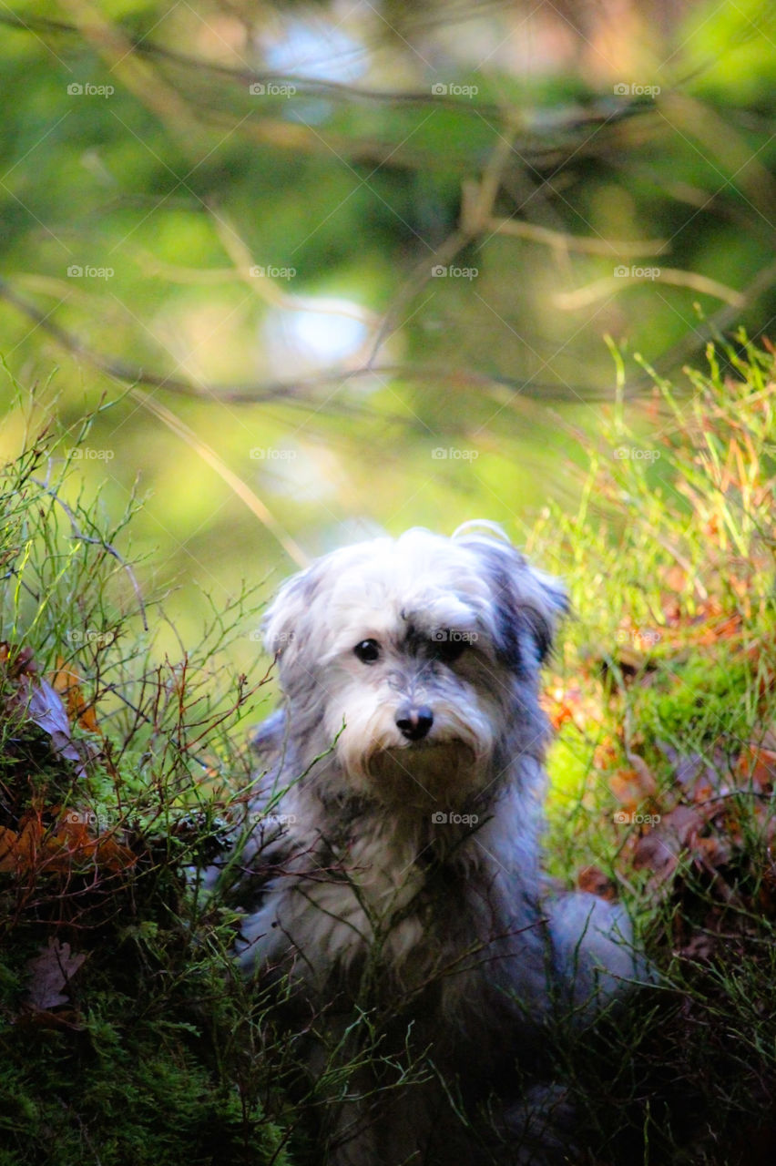 A dog in the Swedish forest