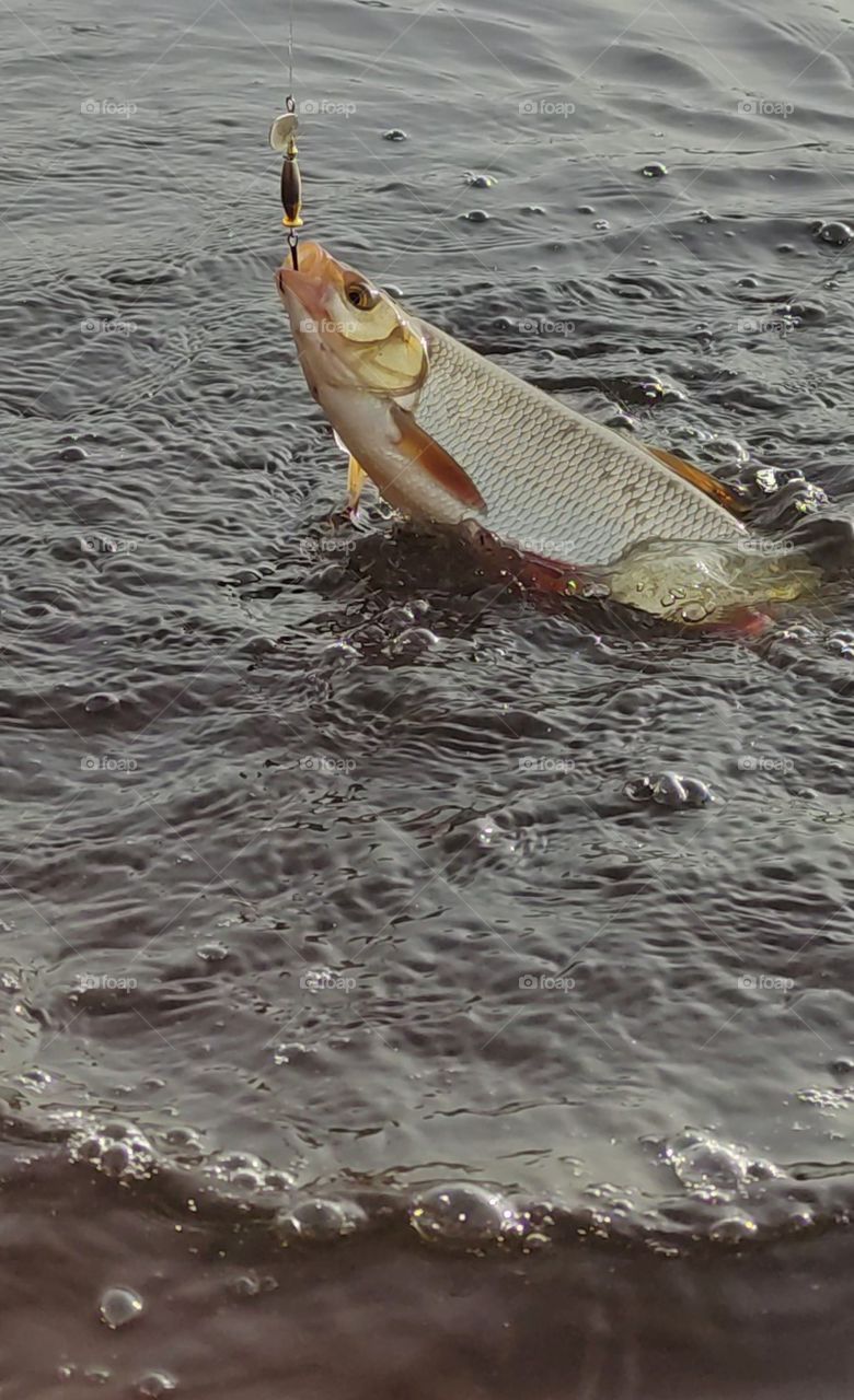 Fishing, early morning, silence, river, coolness, sunrise on the river, perch, spinning, fishing rod, spinner, spinning fishing,