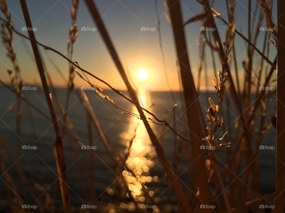 Reed grass during sunset
