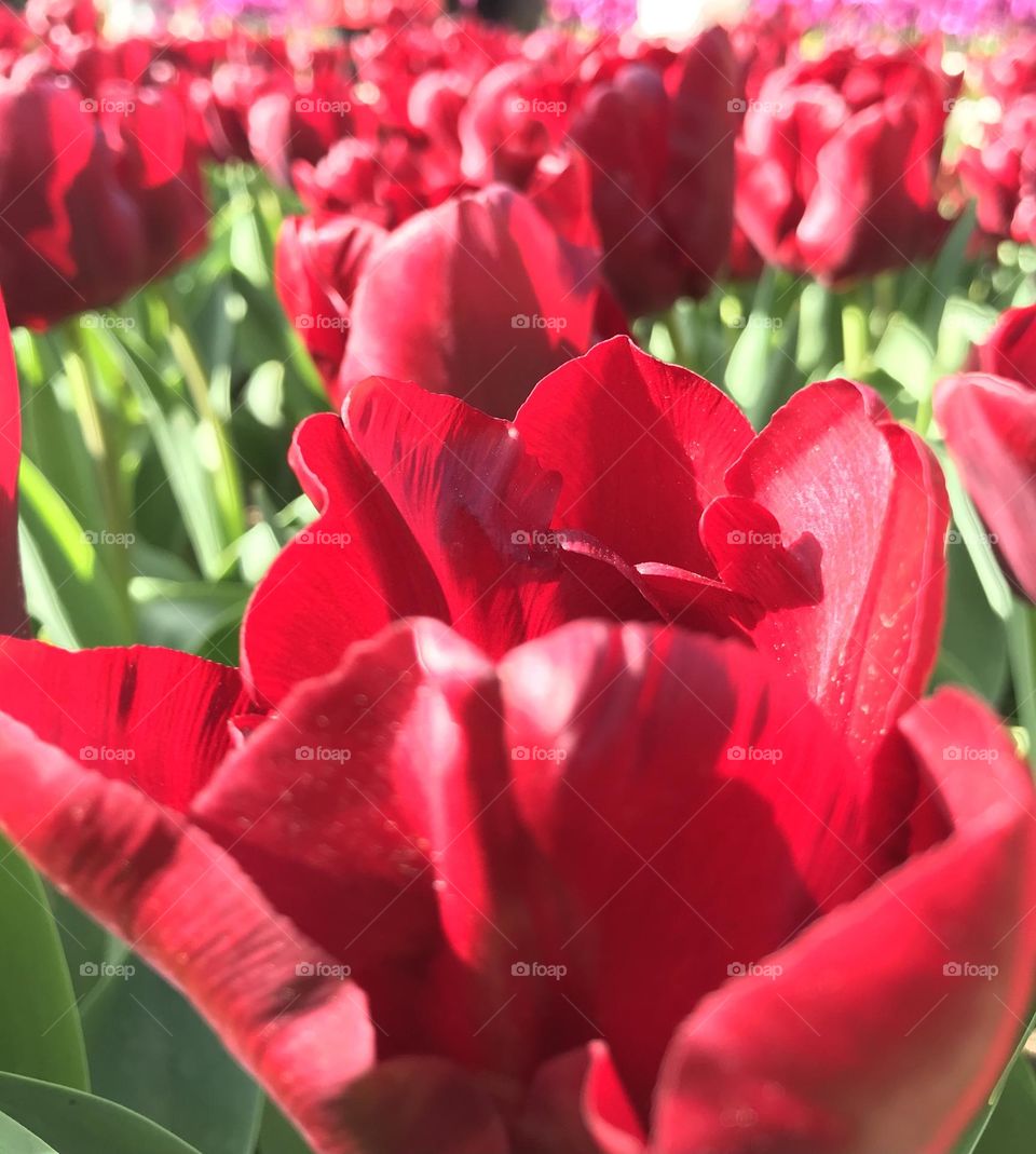 Red tulips