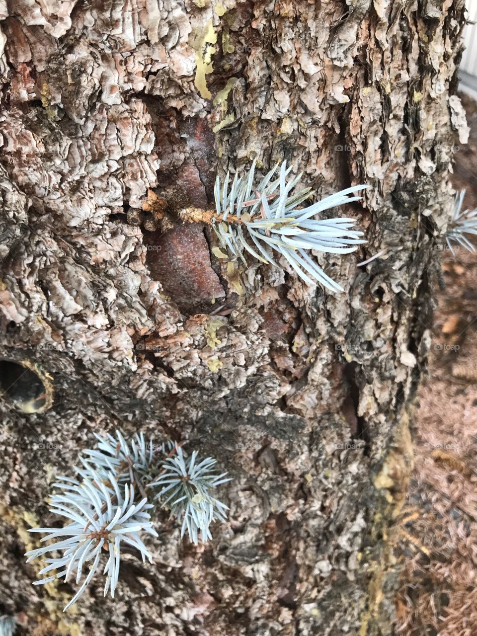 Blue Spruce branch shoots growing out of the trunk of a landscaped Blue Spruce tree in Central Oregon. 