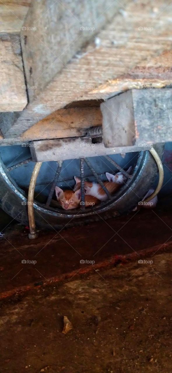 Three cute kittens between wagon wheels