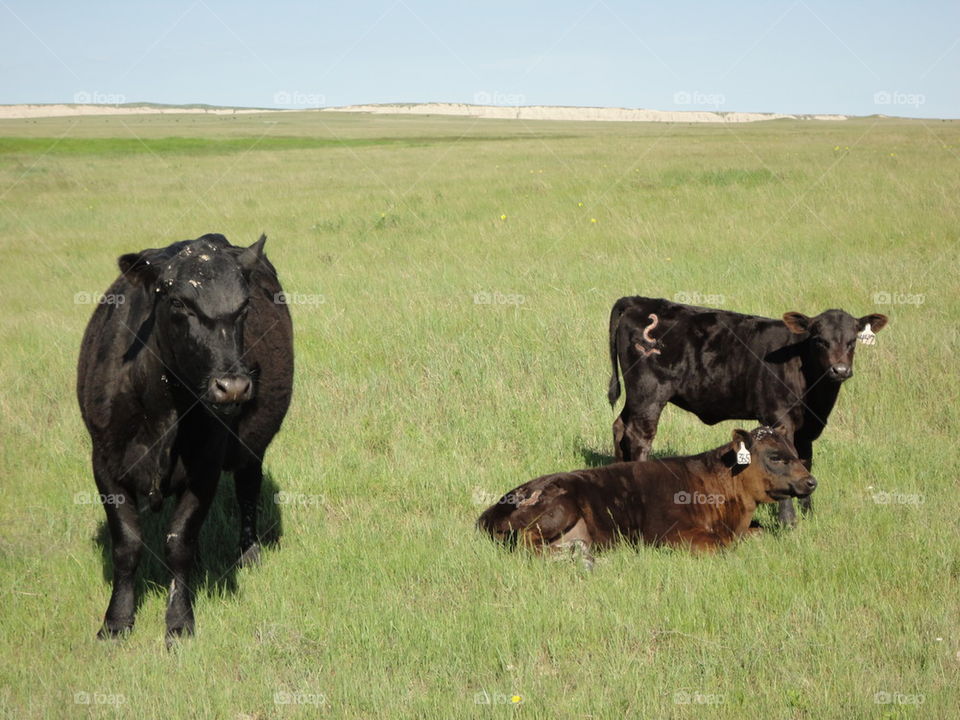 cows and cud