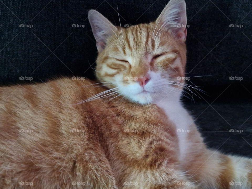 Sleepy cat from the Netherlands