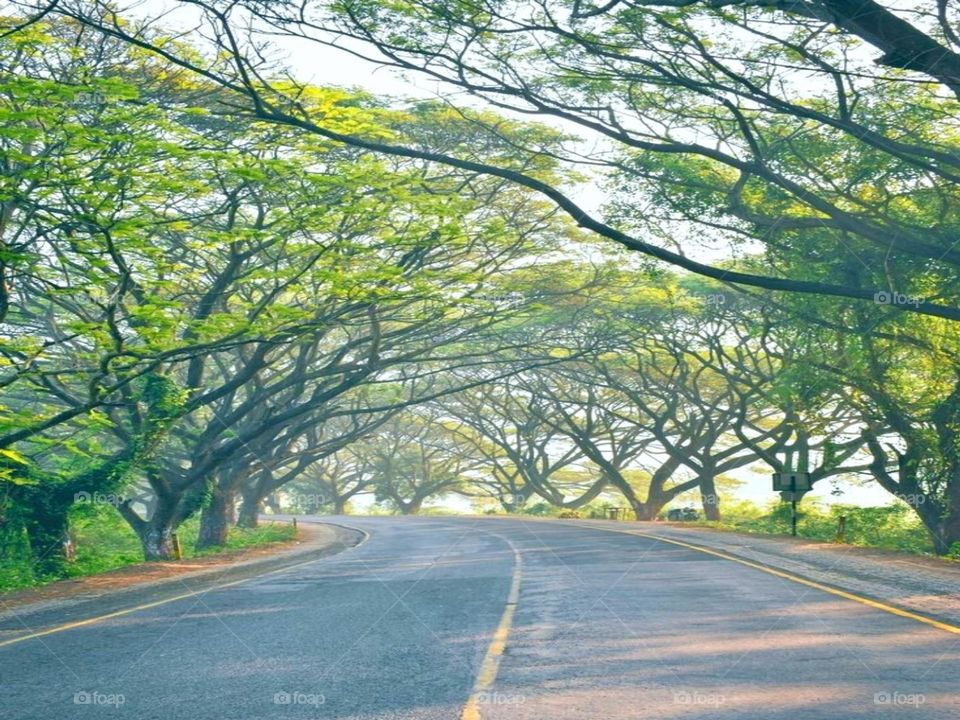 Best nature trees close-up image