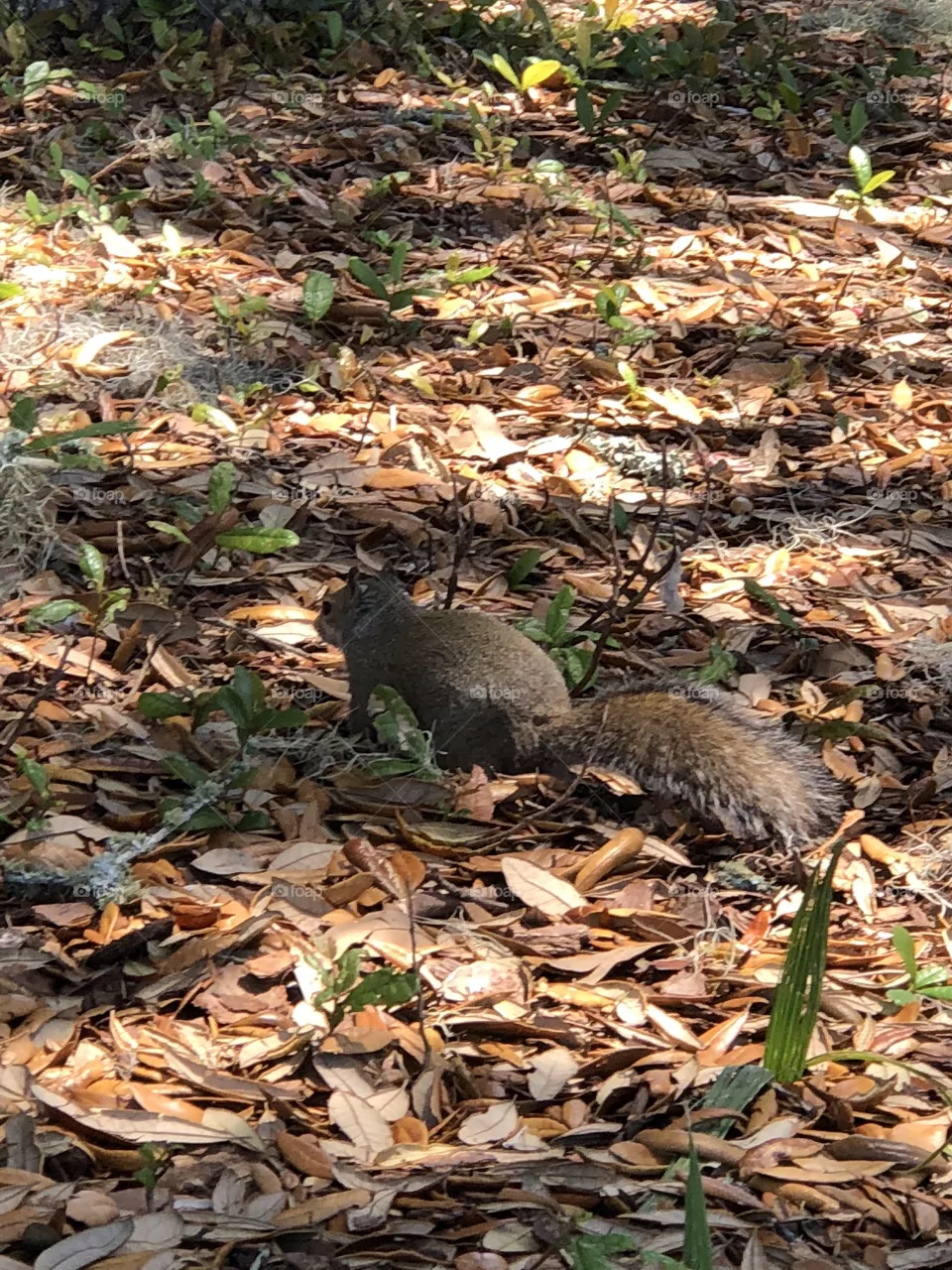 Squirrel 