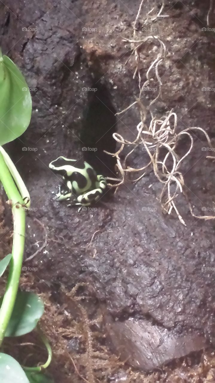 Poisonous dart frog