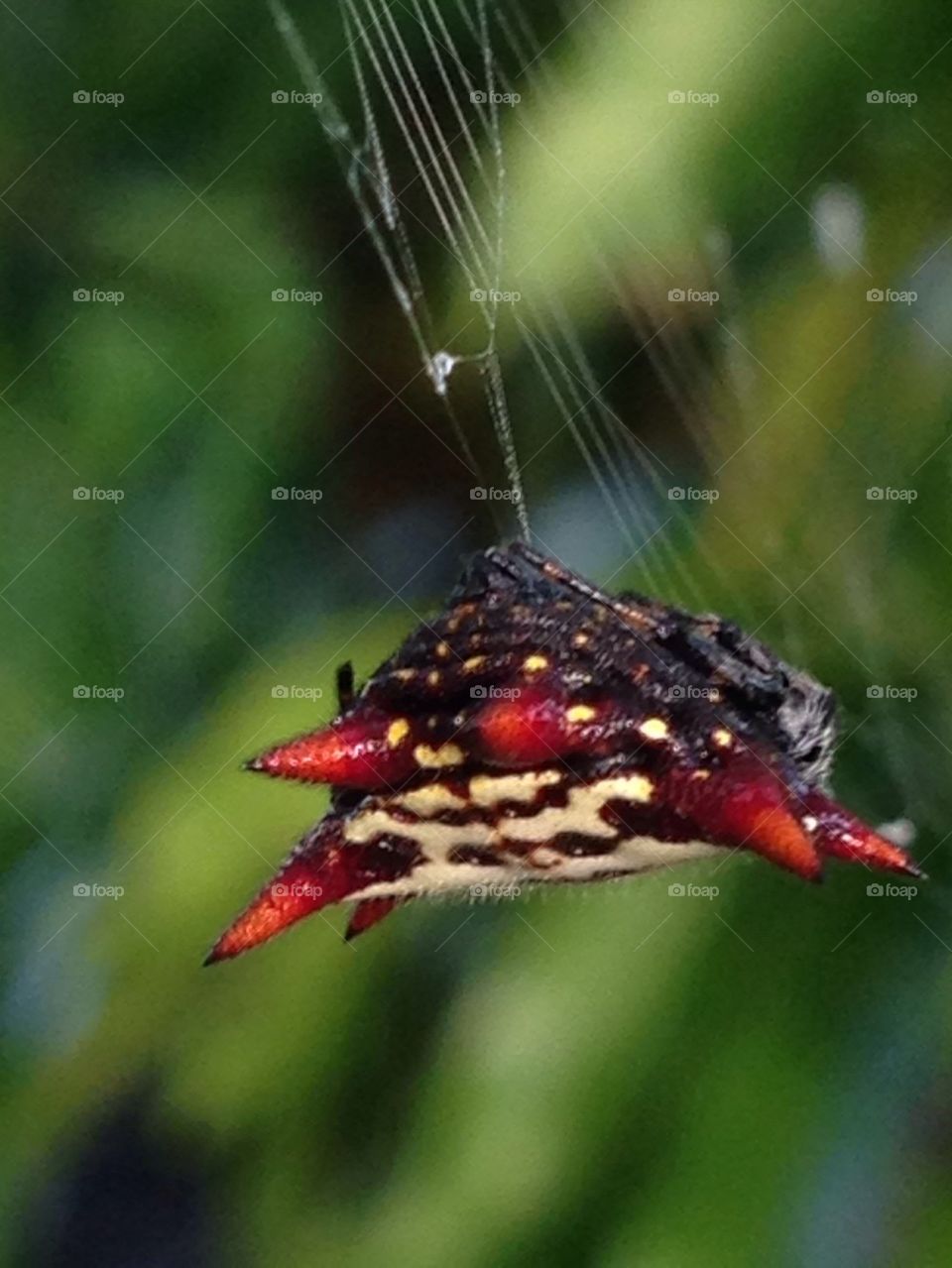 Spider