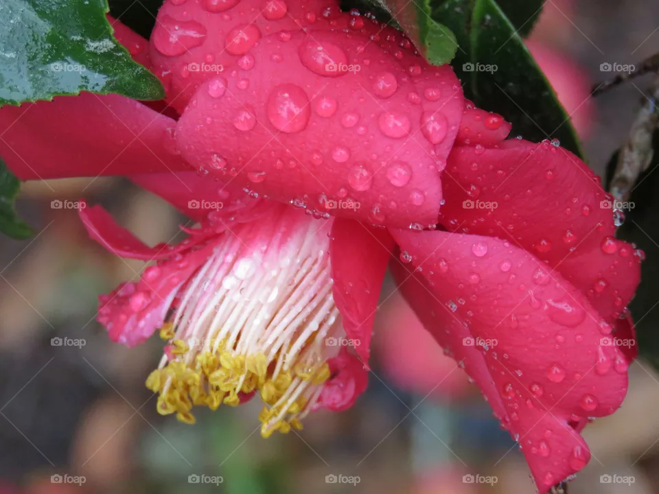 Camellia