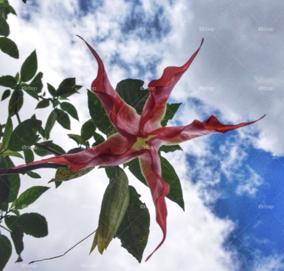 Starflower in the sky