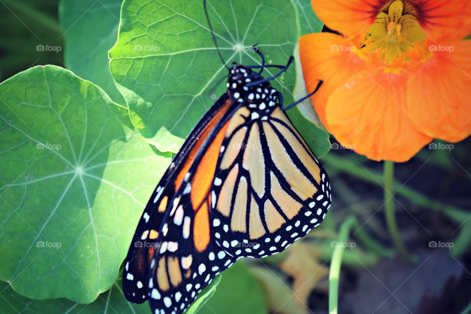 Monarch butterfly 