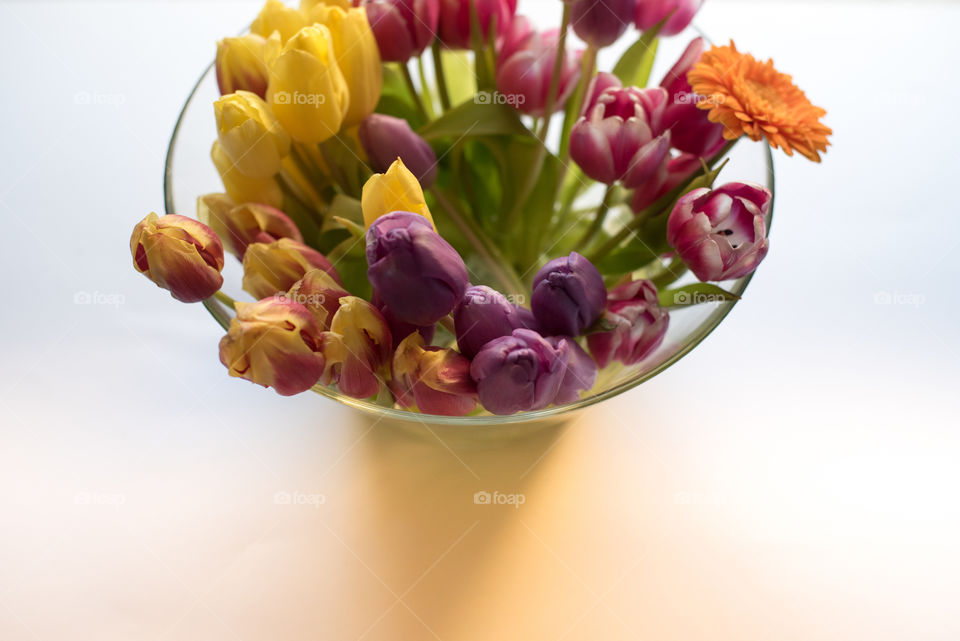 spring flowers, tulips