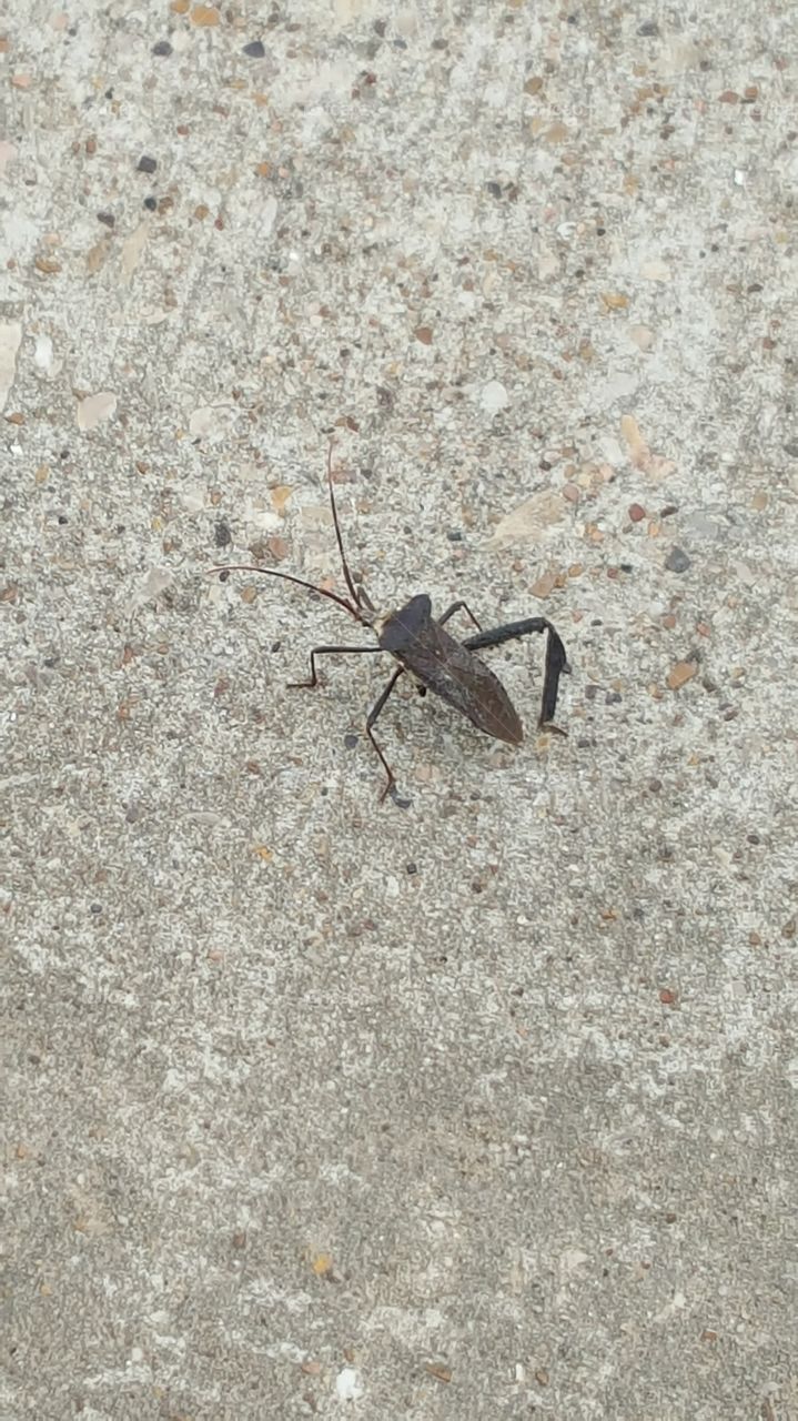 Back view of Leaf footed bug with missing leg
