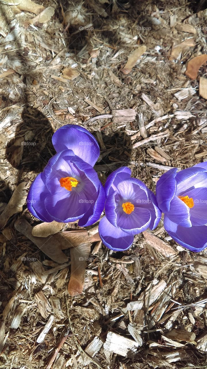 early spring crocus