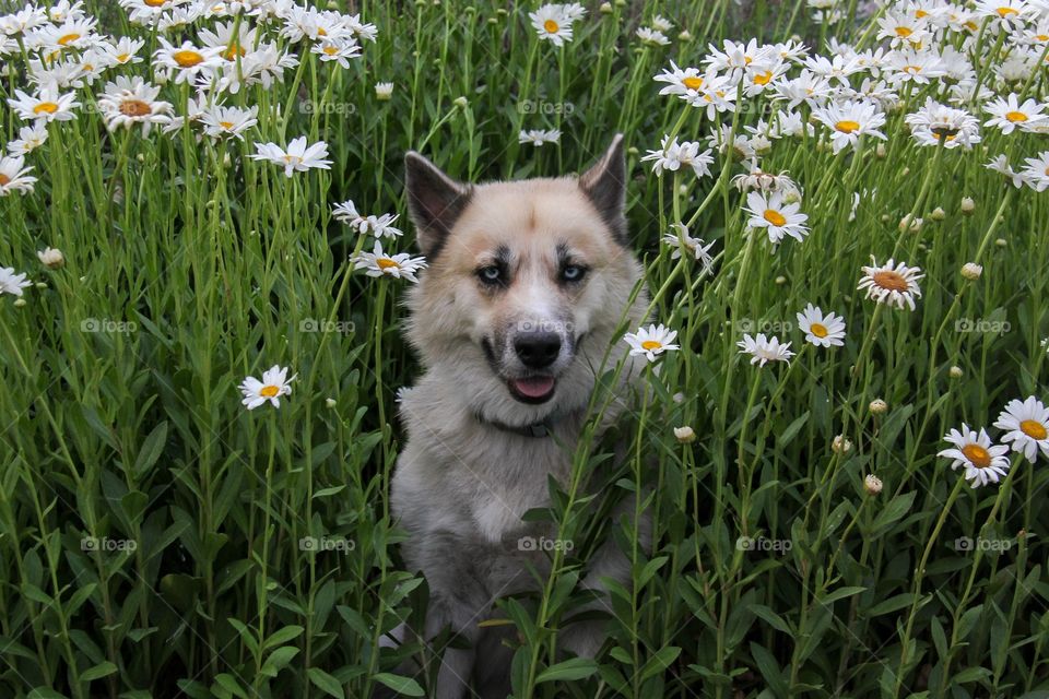 Dog looking at camera