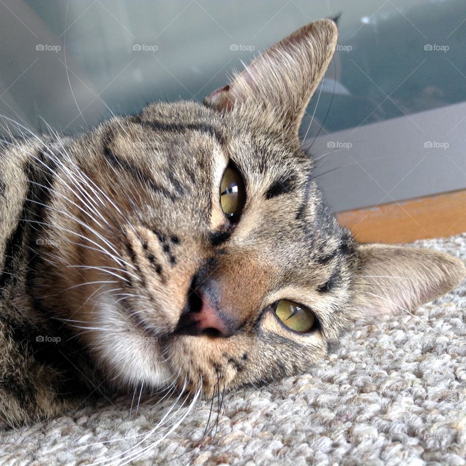 The cat is ready for his close up.