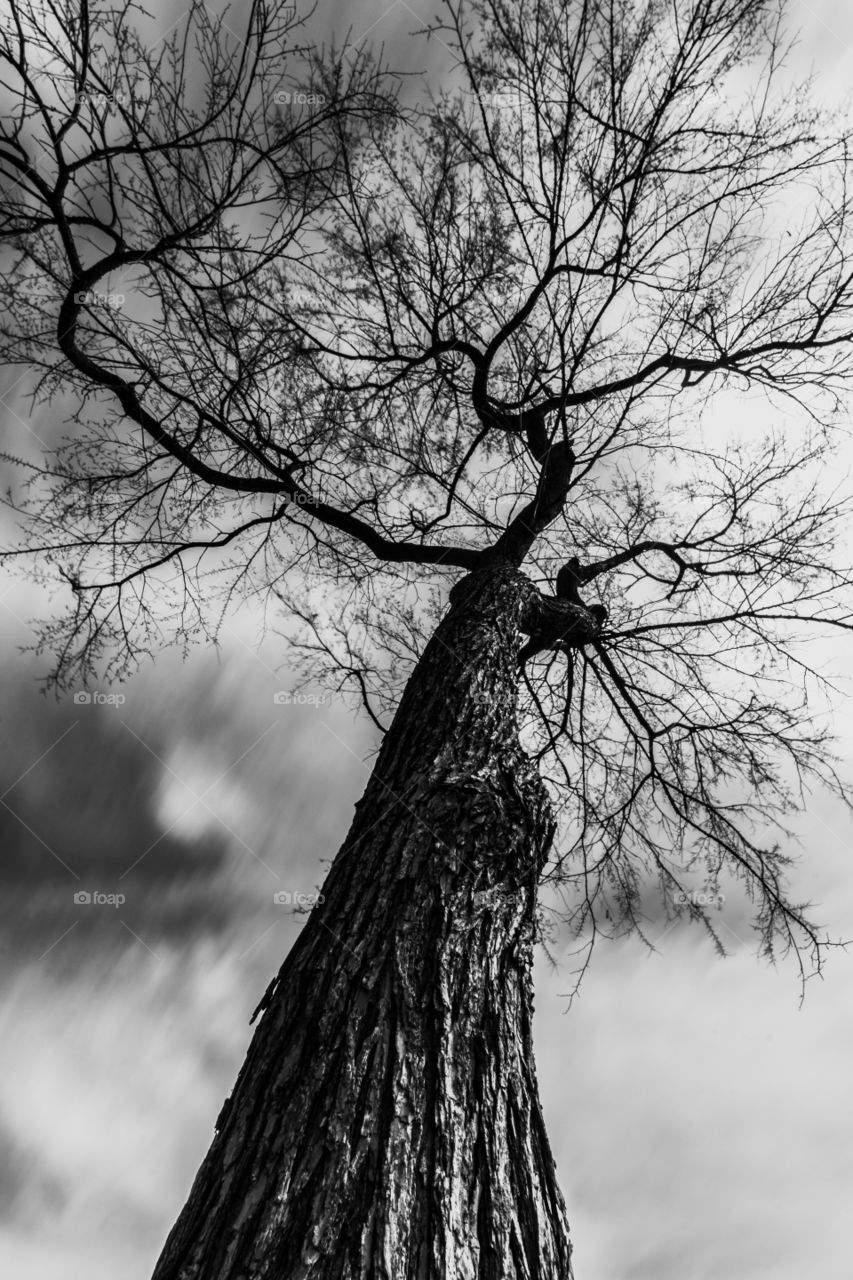 Black and White Tree