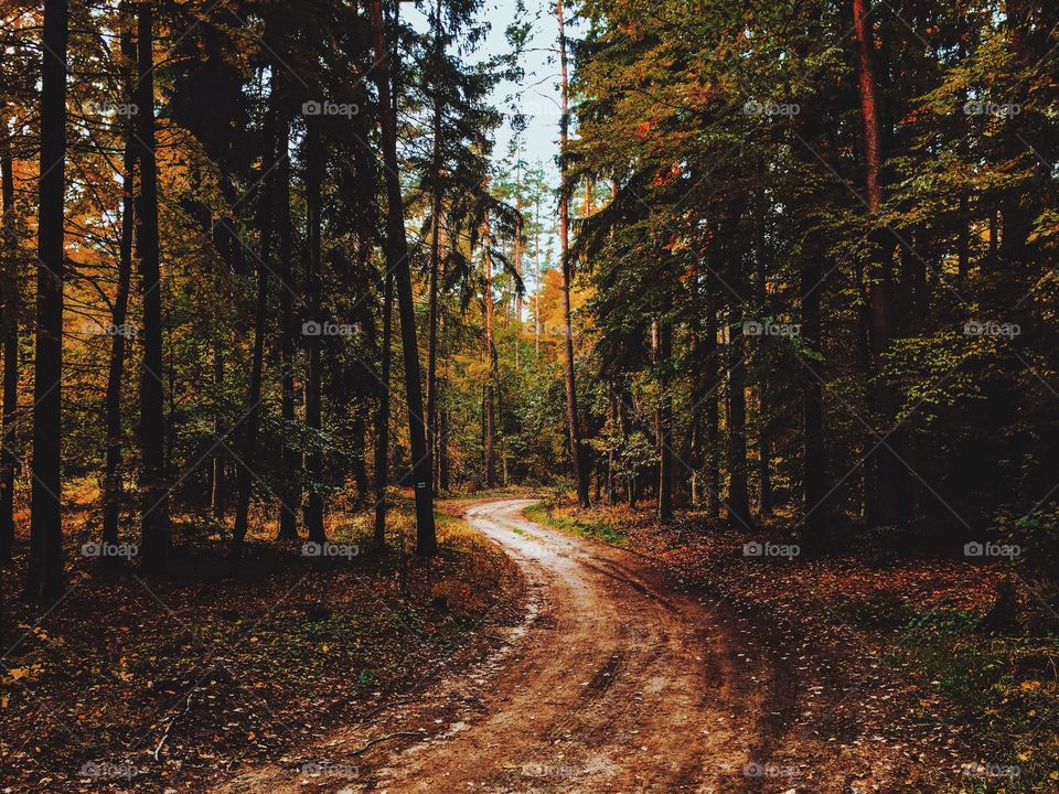 Wood, Tree, Fall, Landscape, Leaf