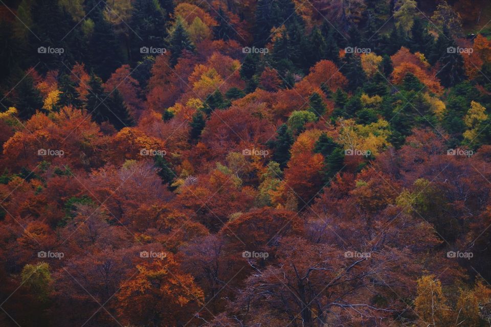 Multi colored forest