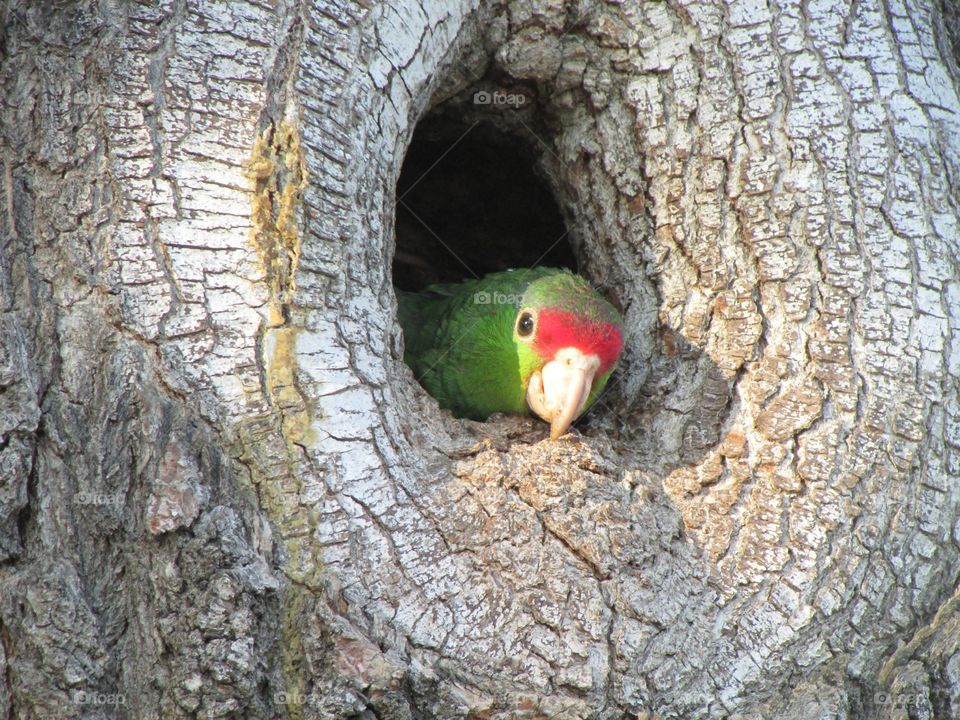 Red Fronted Amazon Parrot. A red fronted Amazon parrot in Pasadena California 