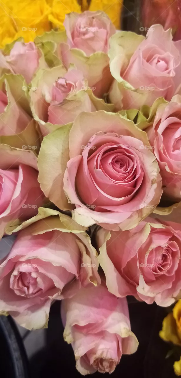 Blumen