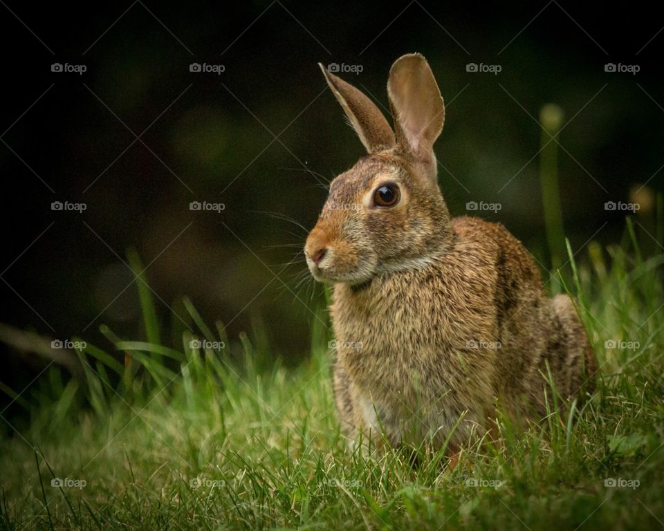 Rabbit on the grassy land