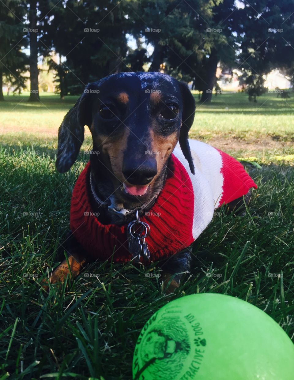 Happy Dachshund and her Ball
