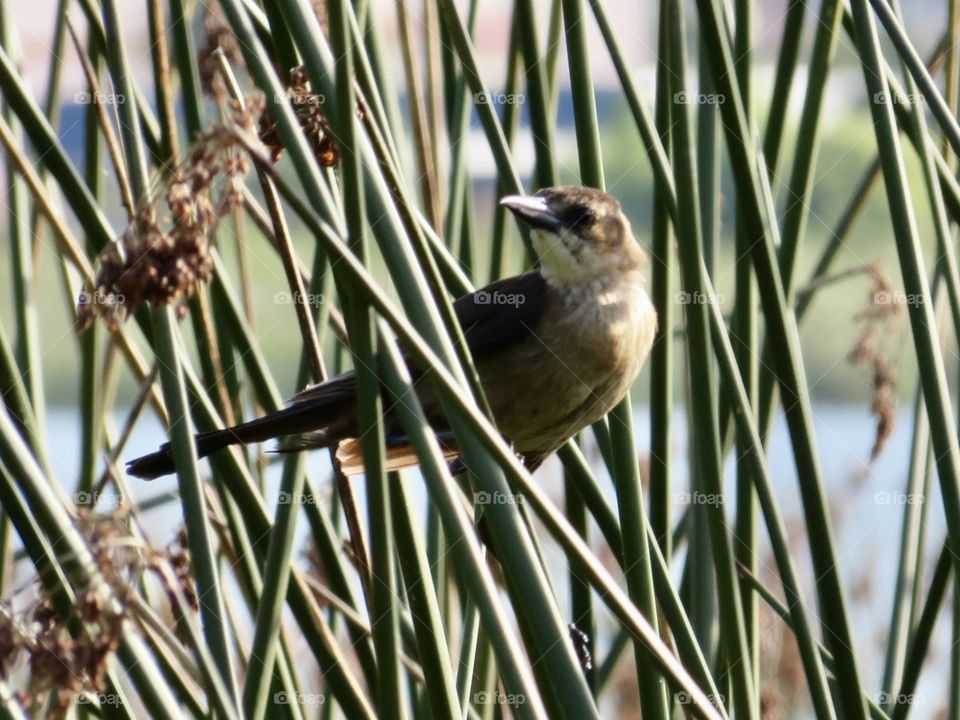 Bird in Reeds