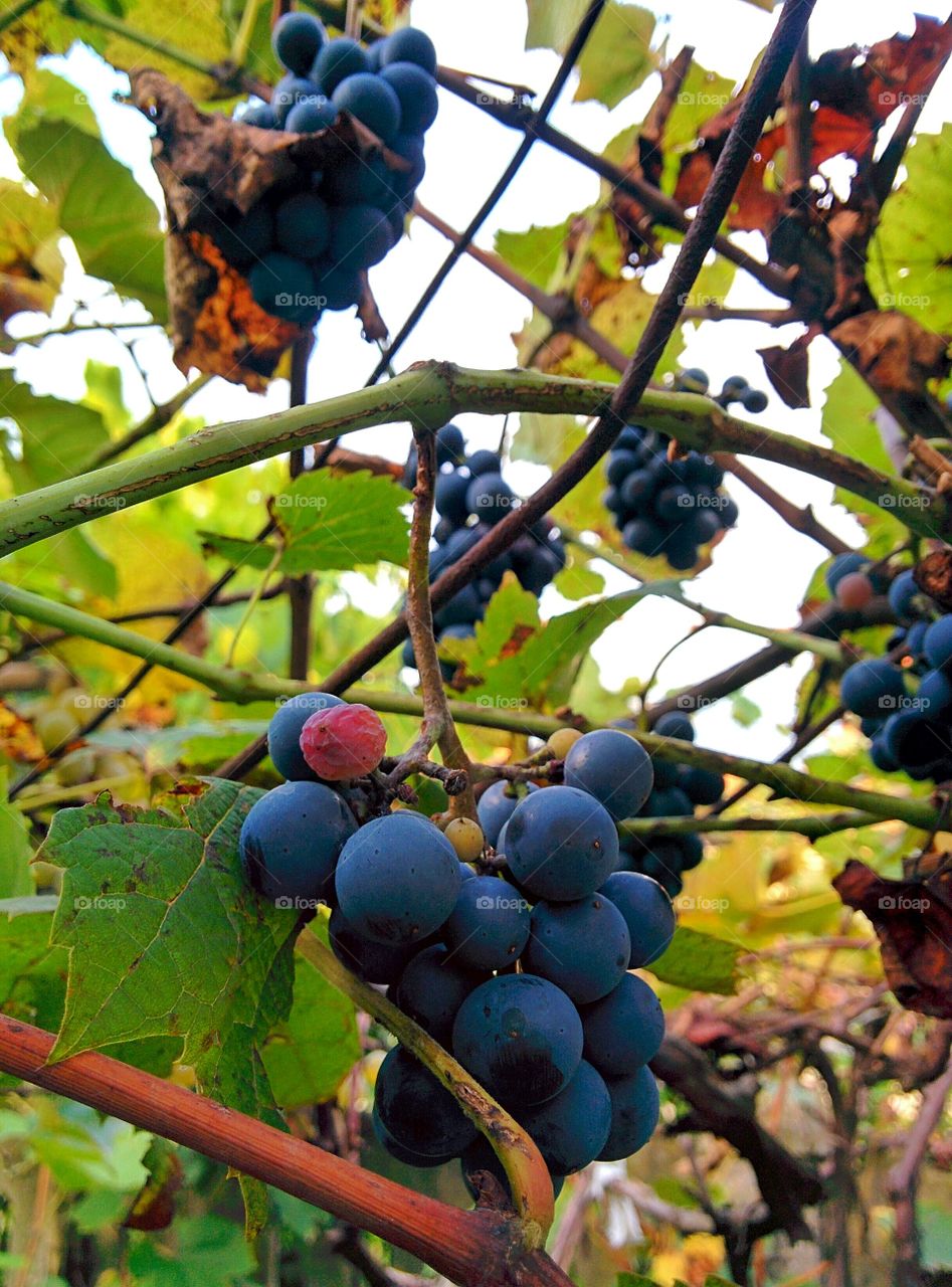 Close-up of ripe grapes