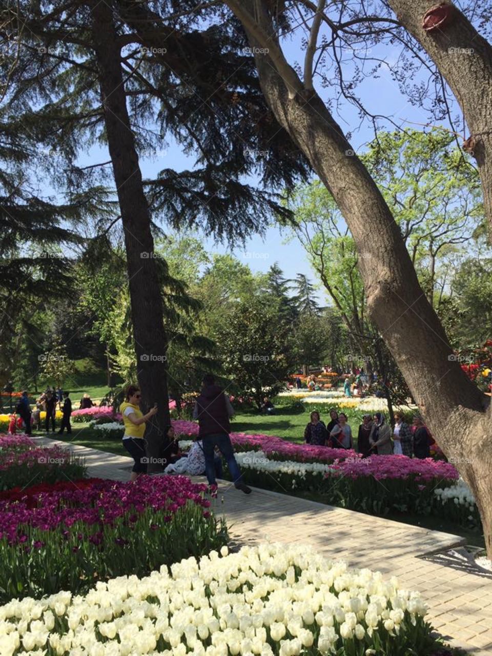 Tulip gardens in İstanbul 🌷