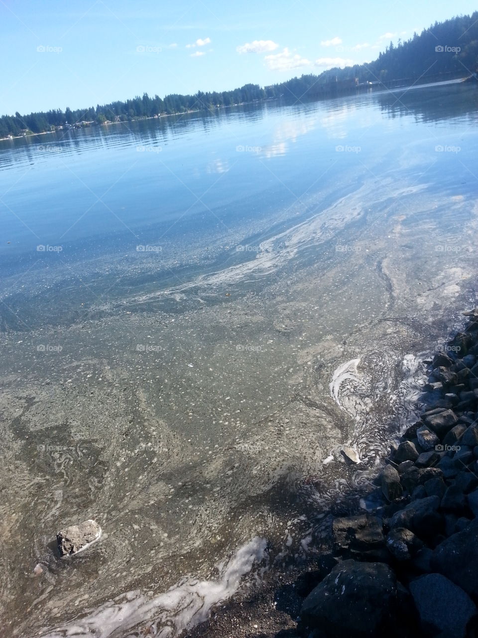 Grody Shores. pollution in the puget sound. among it were dead crabs and sand dollars. people swim in this.