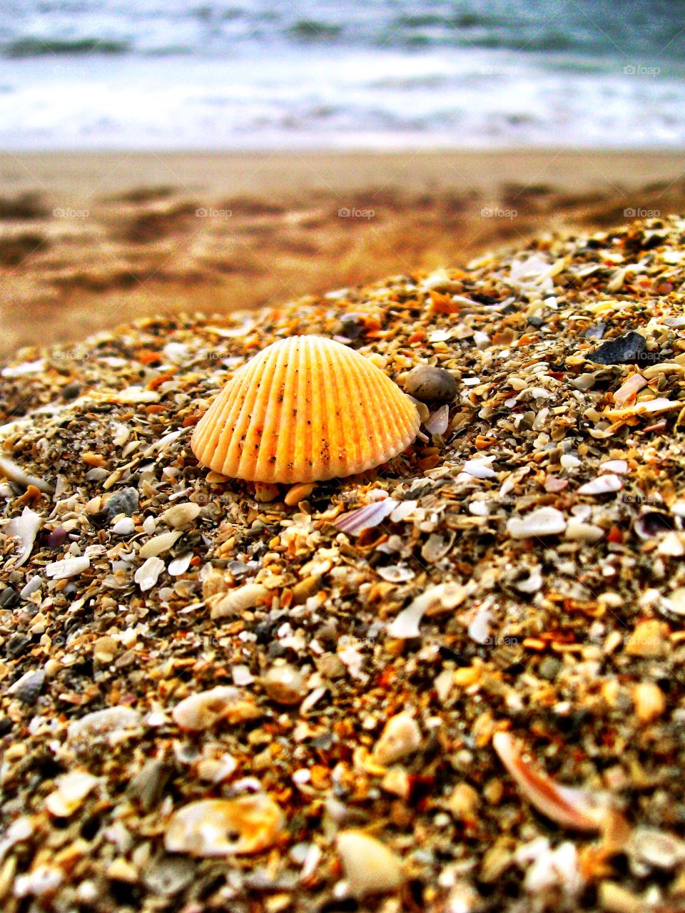 Beautiful shells on the beach in Sebastian Florida. 