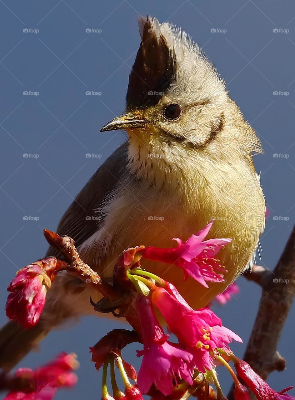 Beautiful and cute bird