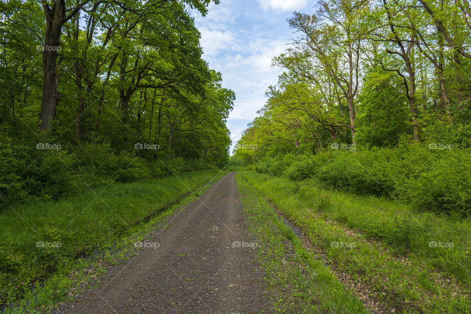 Very straight forest road