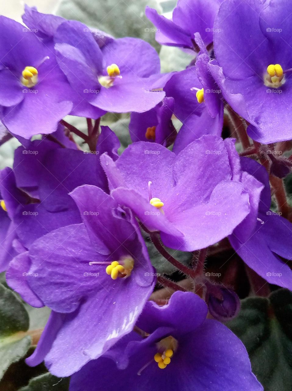 violets