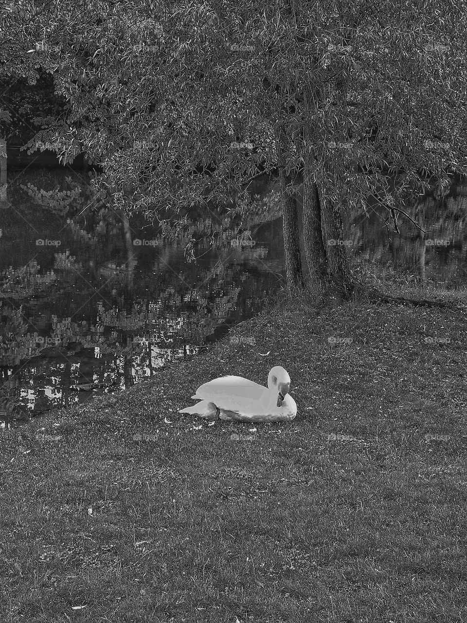 Bnw swan