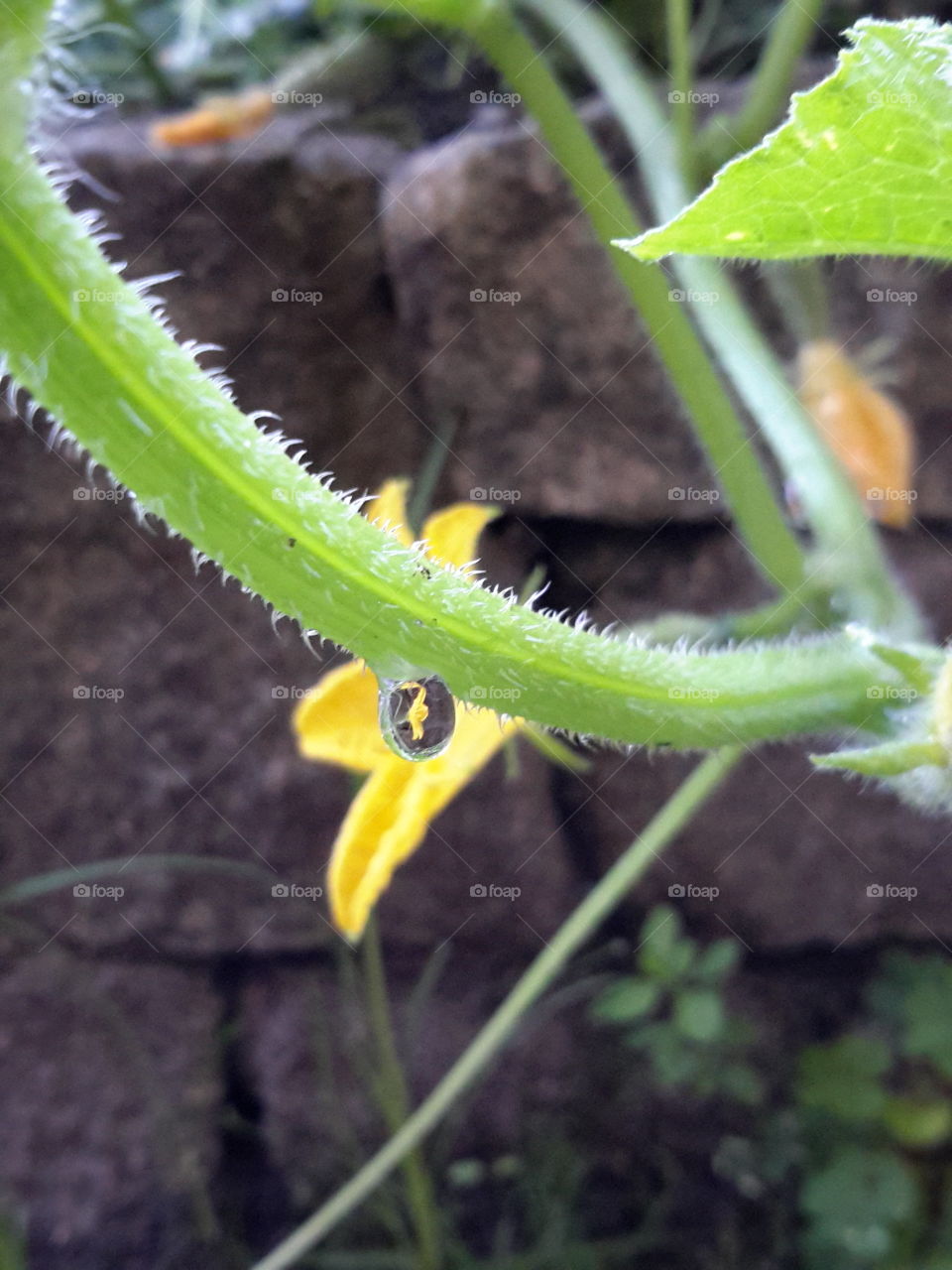 Summer flower in the drop. After rain. Yellow flower. Zielona Góra. Poland.