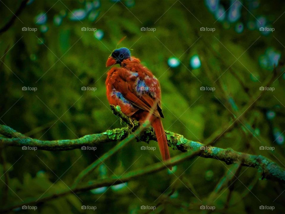 The Intriguing Bald Cardinal