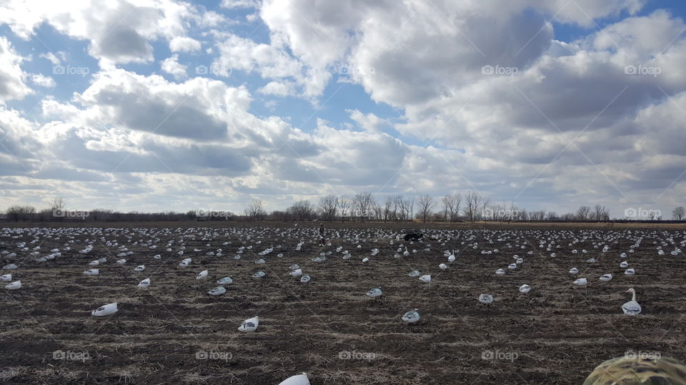 snow geese field clouds