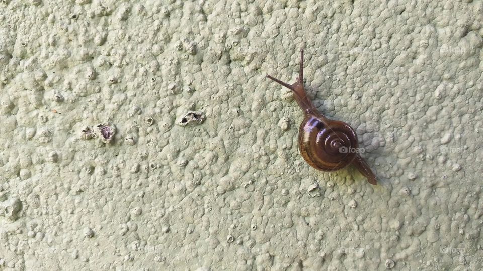 snail