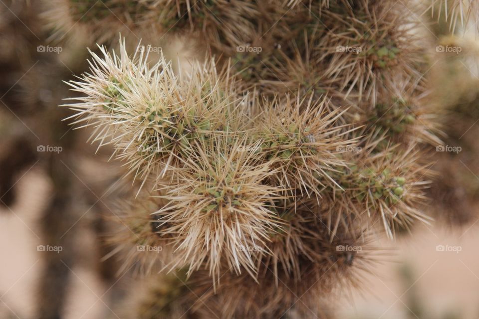 Cactus needles 