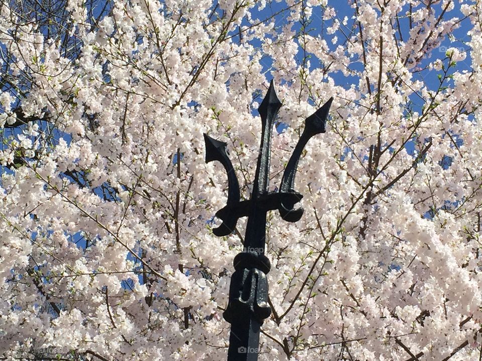 Cherry blossoms. Cherry blossoms, Book Hill, Georgetown