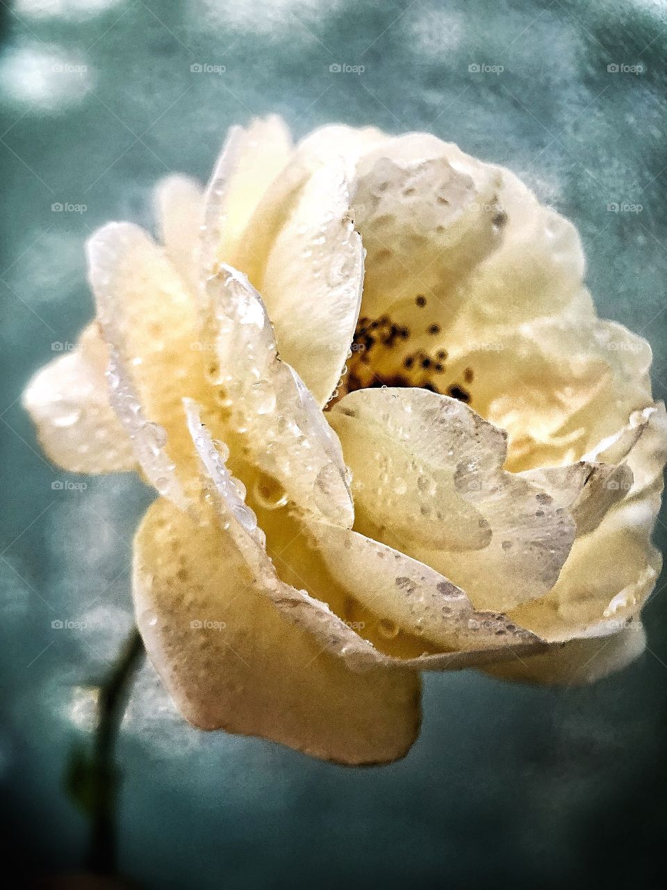 A cream rose on a rainy day