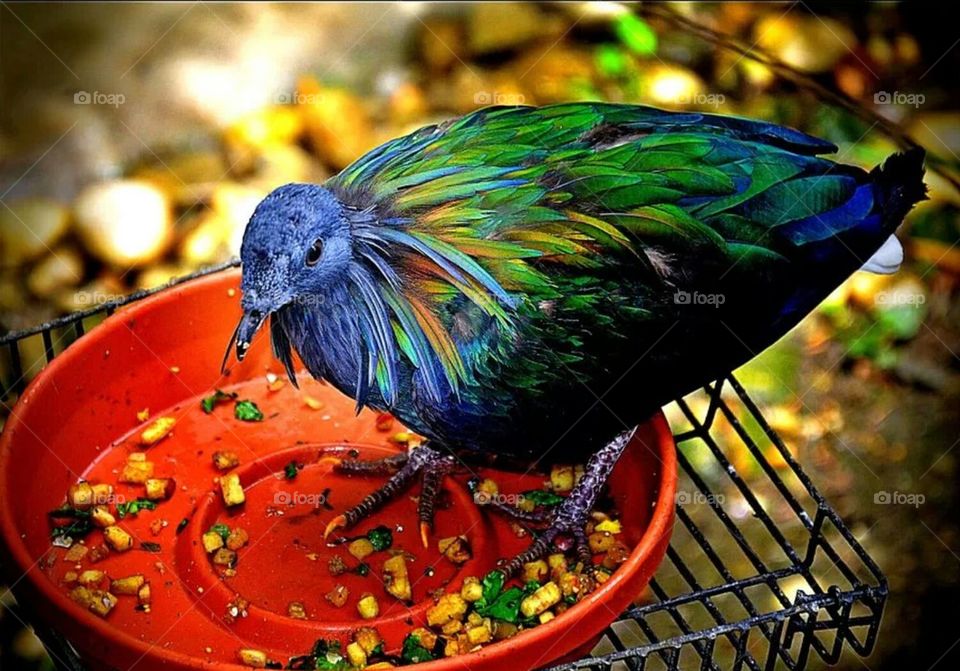 pigeon at zoo