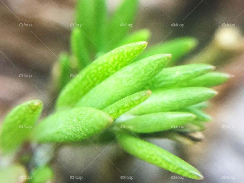 Macro greenery